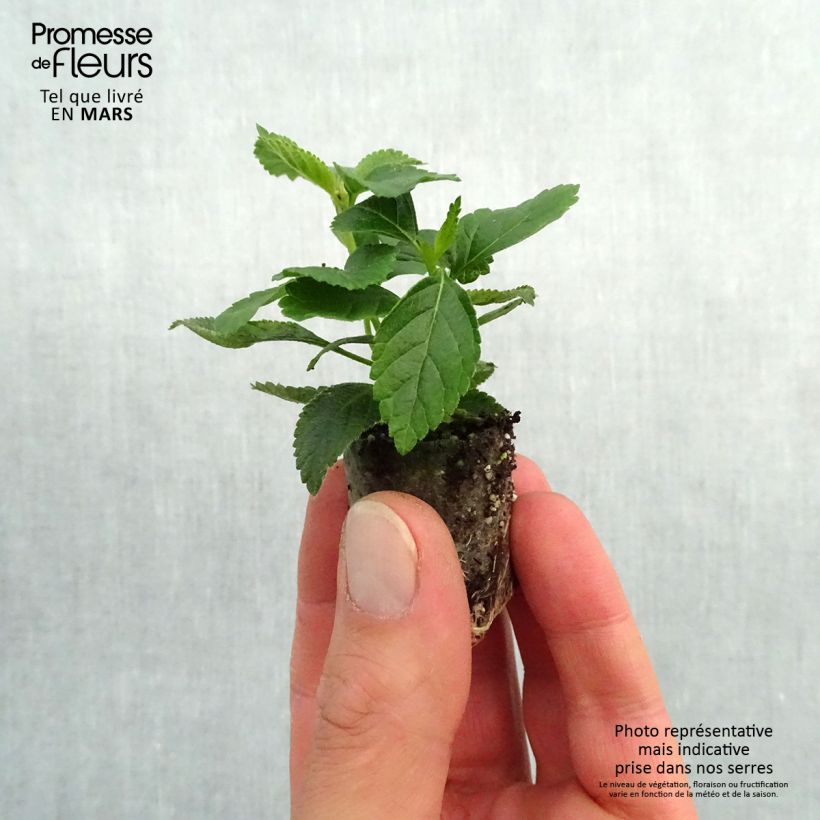 Example of Lantana Evita Yellow mini zolla... as you get in printemps