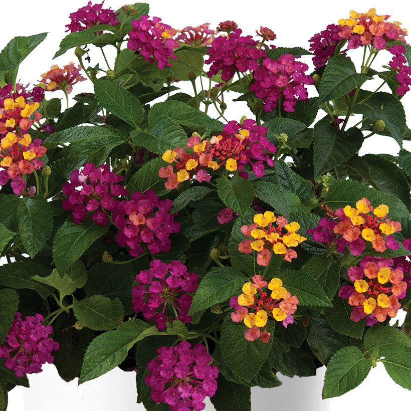 Lantana Gem Diva Pink (Fioritura)