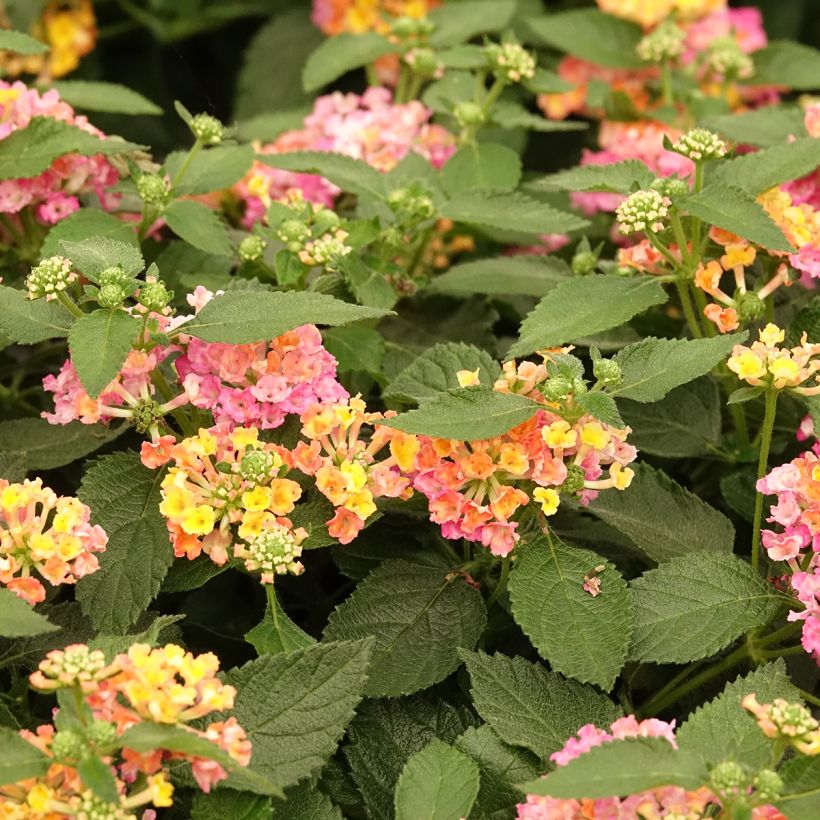 Lantana Evita Rose (Fioritura)