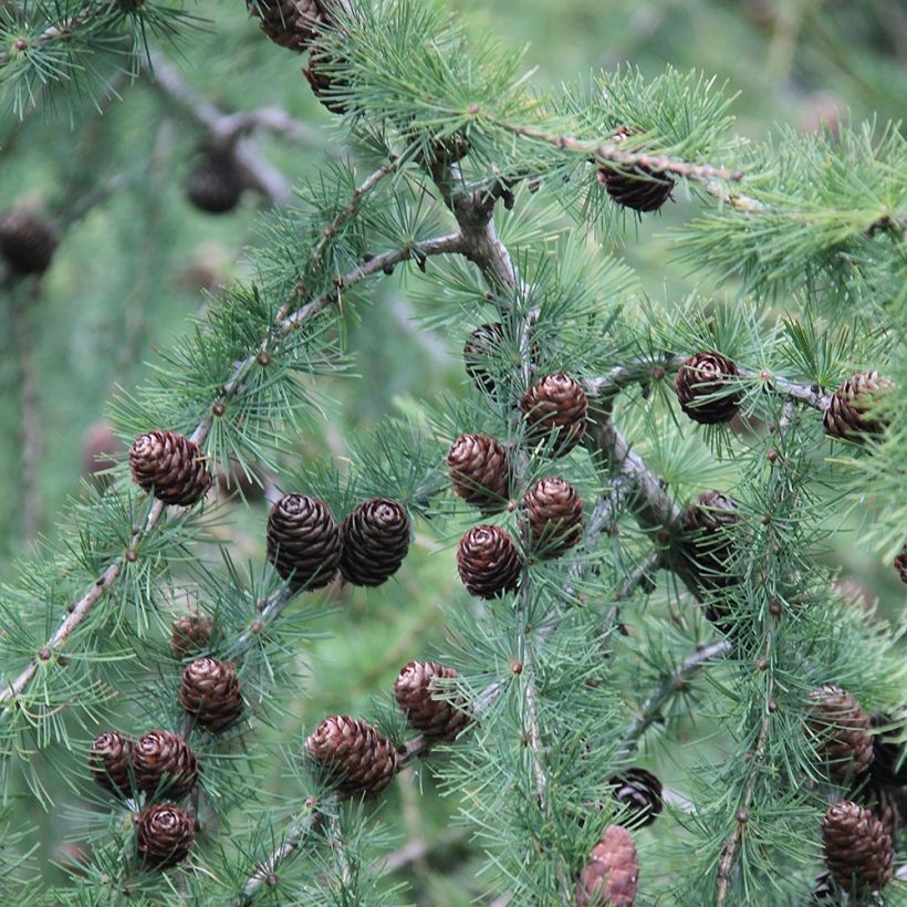 Larix decidua - Larice comune (Harvest)