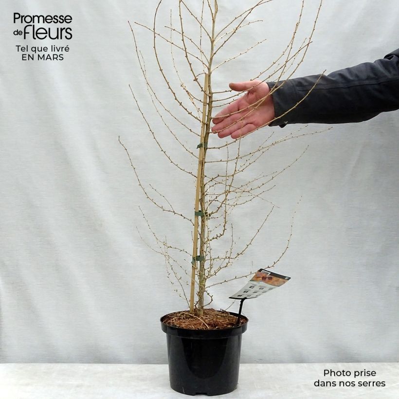 Example of Larix decidua - Larice comune Vaso da 4L/5L as you get in printemps