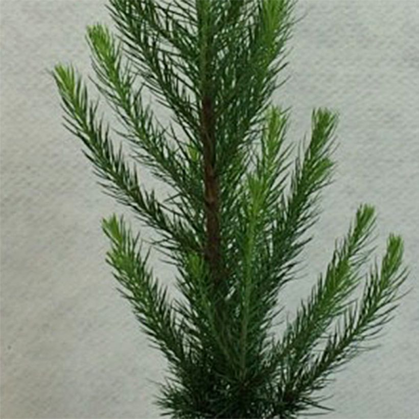 Larix kaempferi Jakobsen's Pyramid (Fogliame)