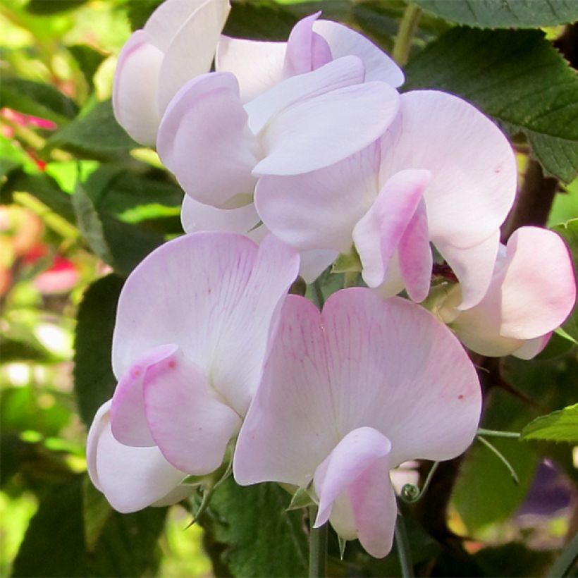 Lathyrus latifolius Pink Pearl (Flowering)