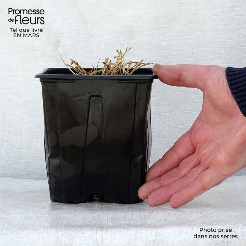 Lathyrus latifolius Red Pearl Vaso da 2L/3L esemplare consegnato in primavera