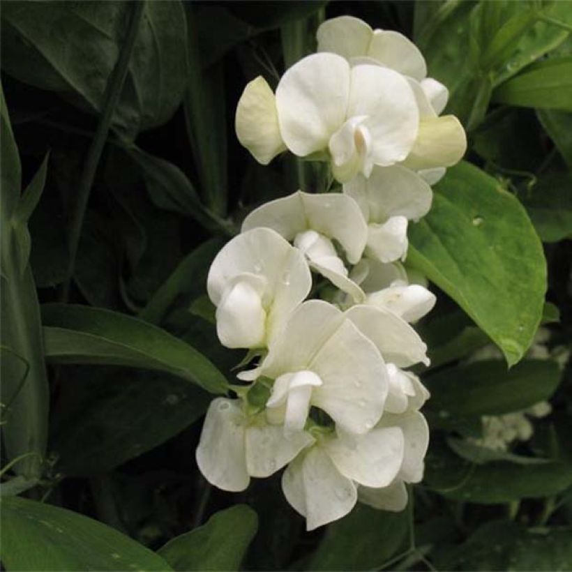 Lathyrus latifolius White Pearl (Fioritura)