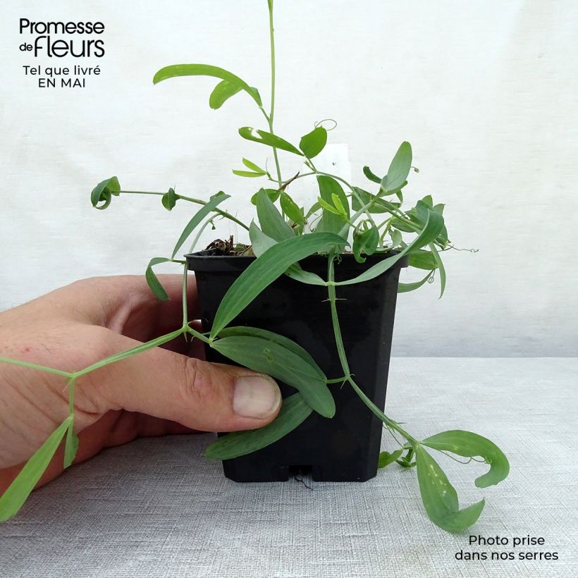 Lathyrus latifolius White Pearl Vasetto da 8/9 cm esemplare consegnato in primavera