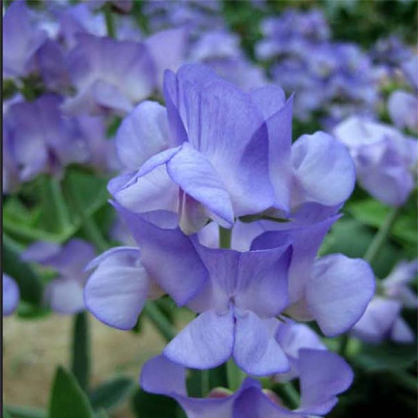 Lathyrus nervosus Lord Anson's Pea (Fioritura)