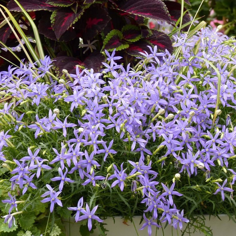 Isotoma axillaris Beth's Blue (Plant habit)