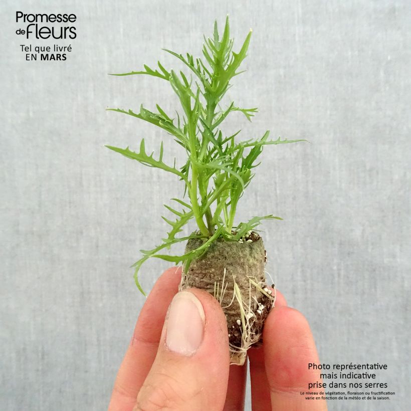 Isotoma axillaris Patti's Pink mini zolla... esemplare consegnato in primavera