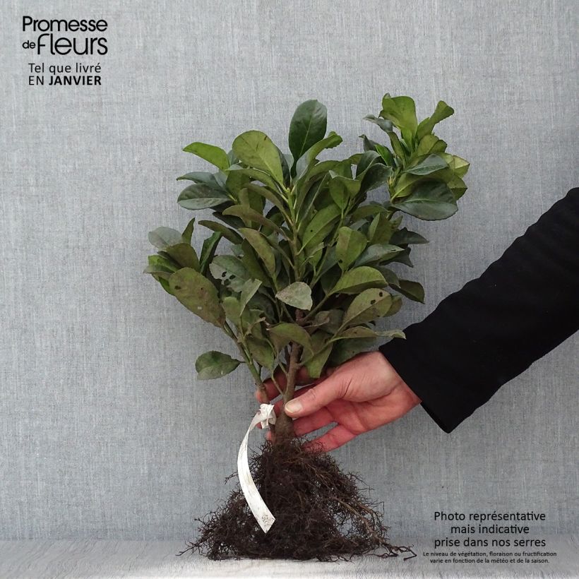 Lauroceraso Etna Piante piccole a radice nuda esemplare consegnato in inverno