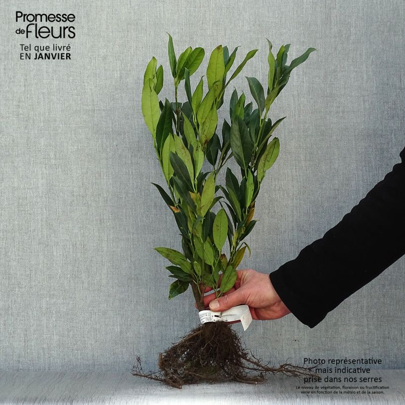 Lauroceraso Herbergii Piante piccole a radice nuda esemplare consegnato in inverno