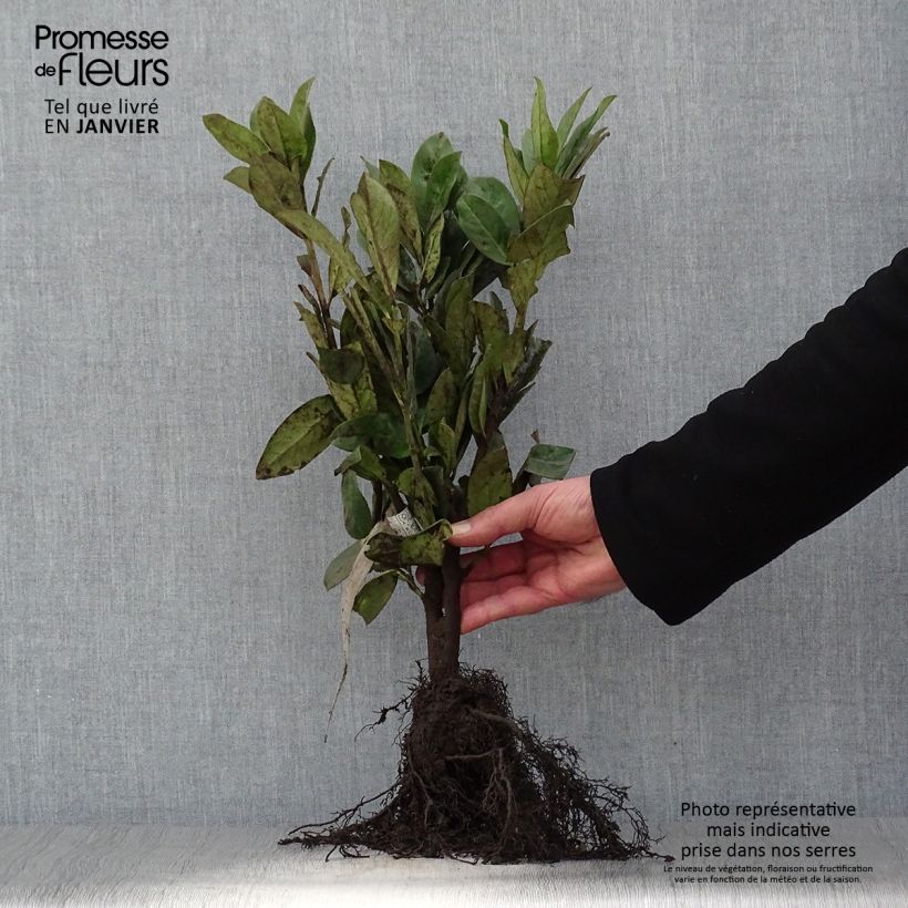 Lauroceraso Novita Piante piccole a radice nuda esemplare consegnato in inverno