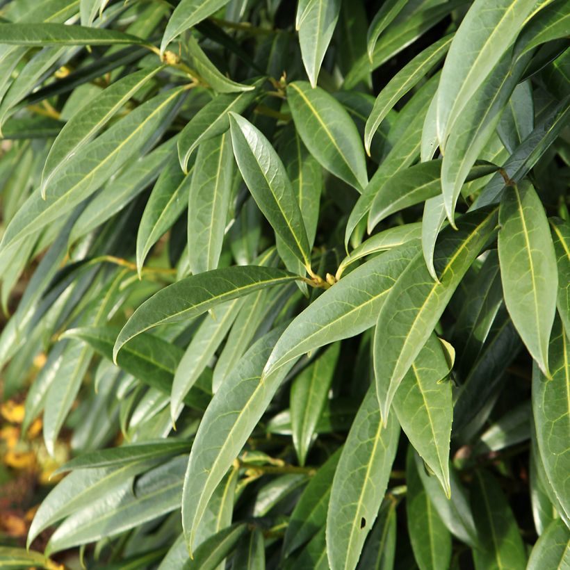 Lauroceraso Otto Luyken (Foliage)