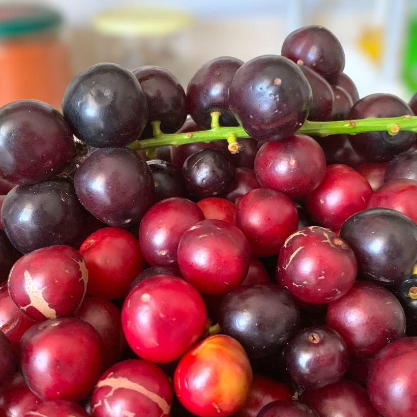 Lauroceraso Otto Luyken (Harvest)