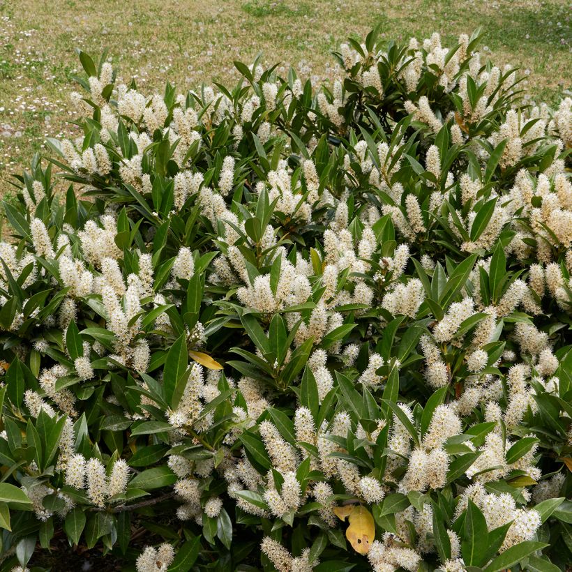Lauroceraso Otto Luyken (Plant habit)