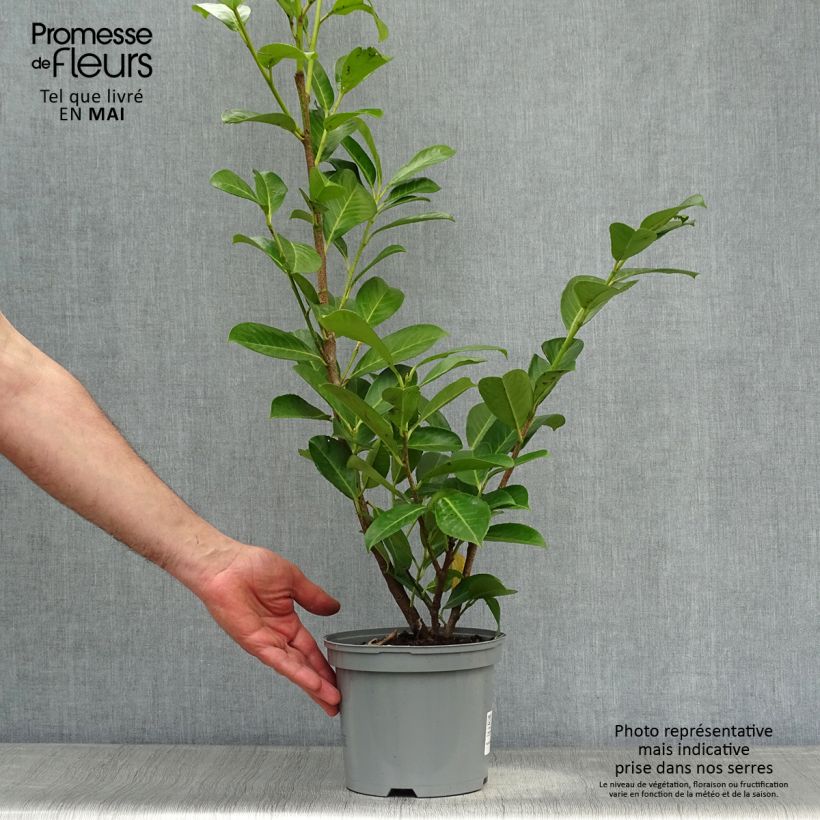 Example of Lauroceraso Rotundifolia Vaso da 3L/4L as you get in printemps