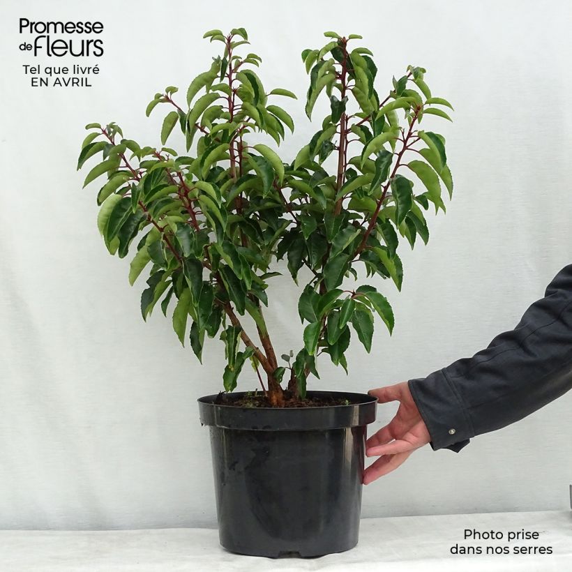 Prunus lusitanica - Lauro del Portogallo Vaso da 7,5L/10L esemplare consegnato in primavera