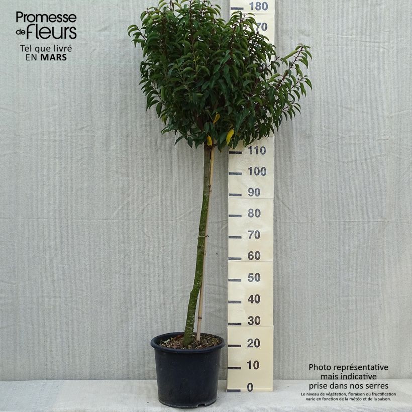Prunus lusitanica Myrtifolia - Lauro del Portogallo Vaso da 12L/15L, Vaso impalcato medio esemplare consegnato in primavera
