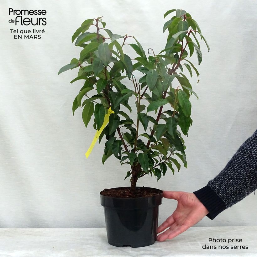 Prunus lusitanica - Lauro del Portogallo Vaso da 3L/4L esemplare consegnato in primavera