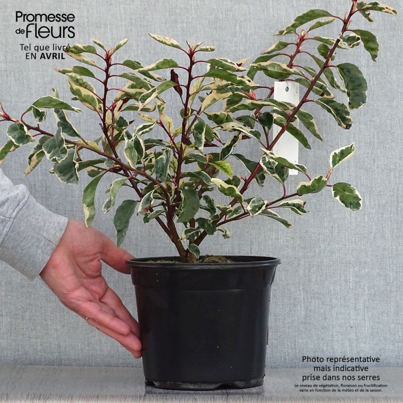 Example of Prunus lusitanica Variegata - Lauro del Portogallo Vaso da 3L/4L as you get in printemps