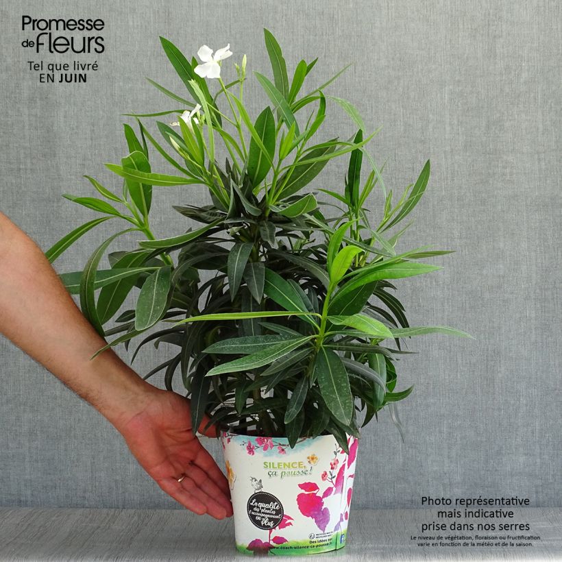 Esemplare di Nerium oleander Alsace - Oleandro Vaso da 3L/4L, A cespuglio consegnato in estate