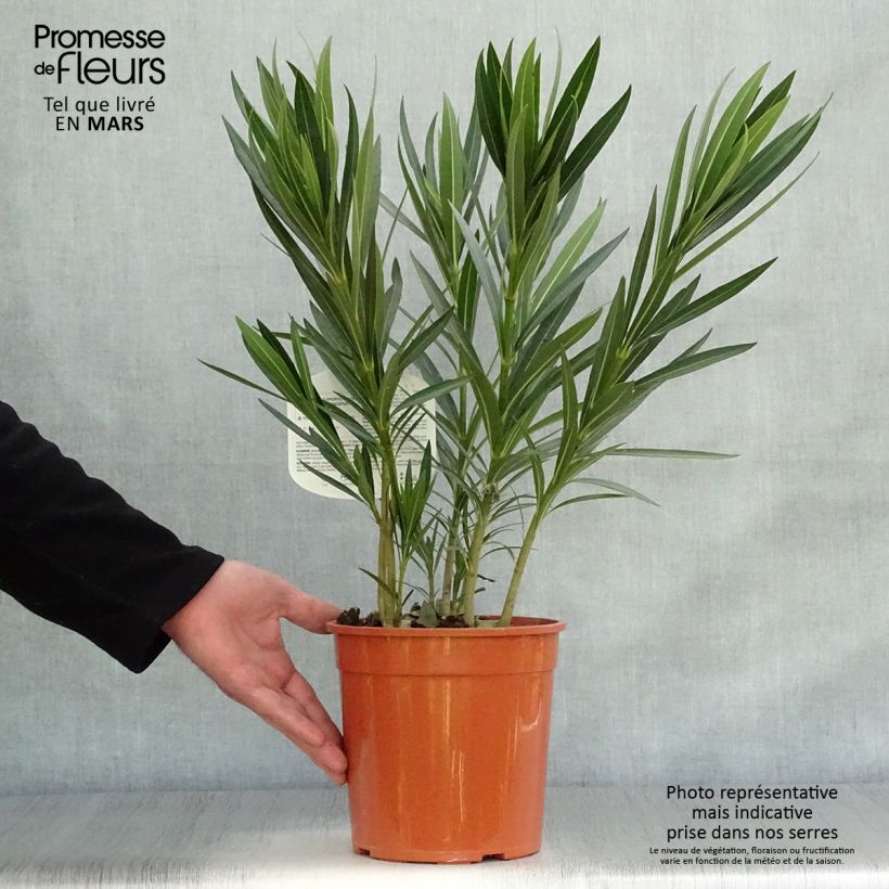 Example of Nerium oleander Alsace - Oleandro Vaso da 3L/4L, A cespuglio as you get in printemps