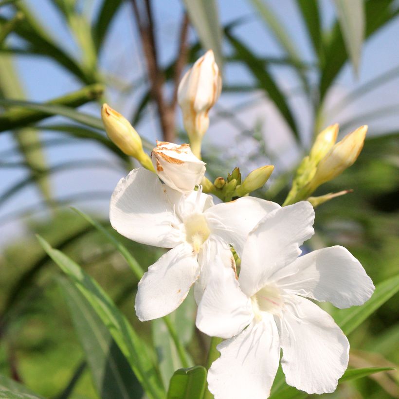 Nerium oleander Alsace - Oleandro (Flowering)