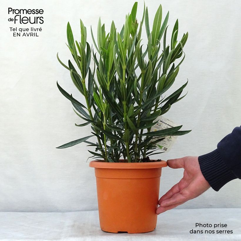 Example of Nerium oleander Angiolo Pucci - Oleandro Vaso da 3L/4L, A cespuglio as you get in printemps