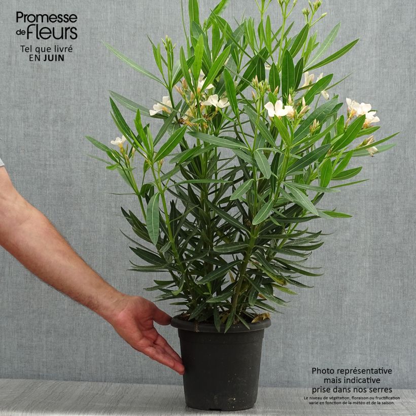 Esemplare di Nerium oleander Angiolo Pucci - Oleandro Vaso da 3L/4L, A cespuglio consegnato in estate