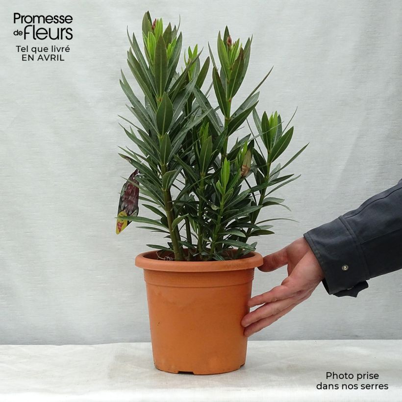 Example of Nerium oleander Emilie - Oleandro Vaso da 3L/4L, A cespuglio as you get in printemps