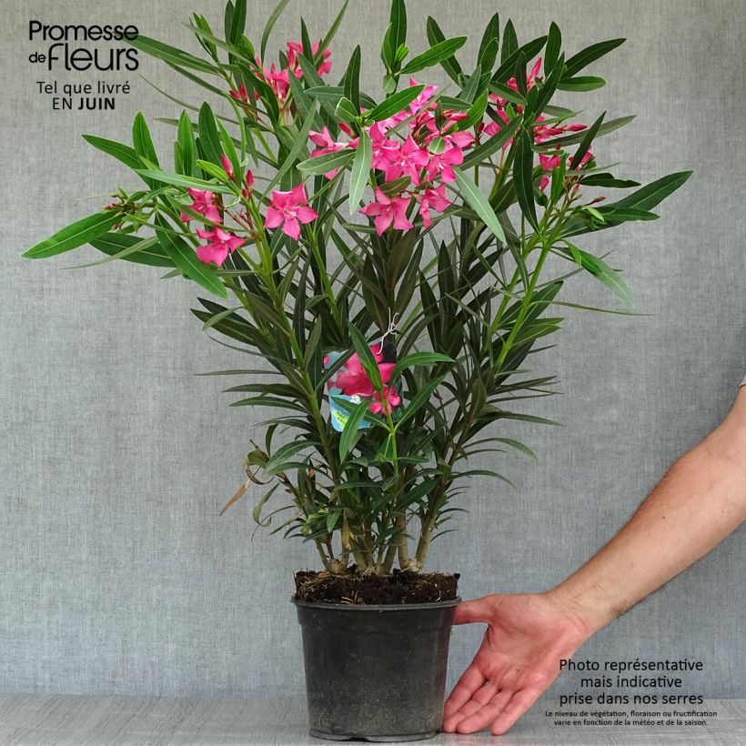 Esemplare di Nerium oleander Italia - Oleandro Vaso da 3L/4L, A cespuglio consegnato in estate