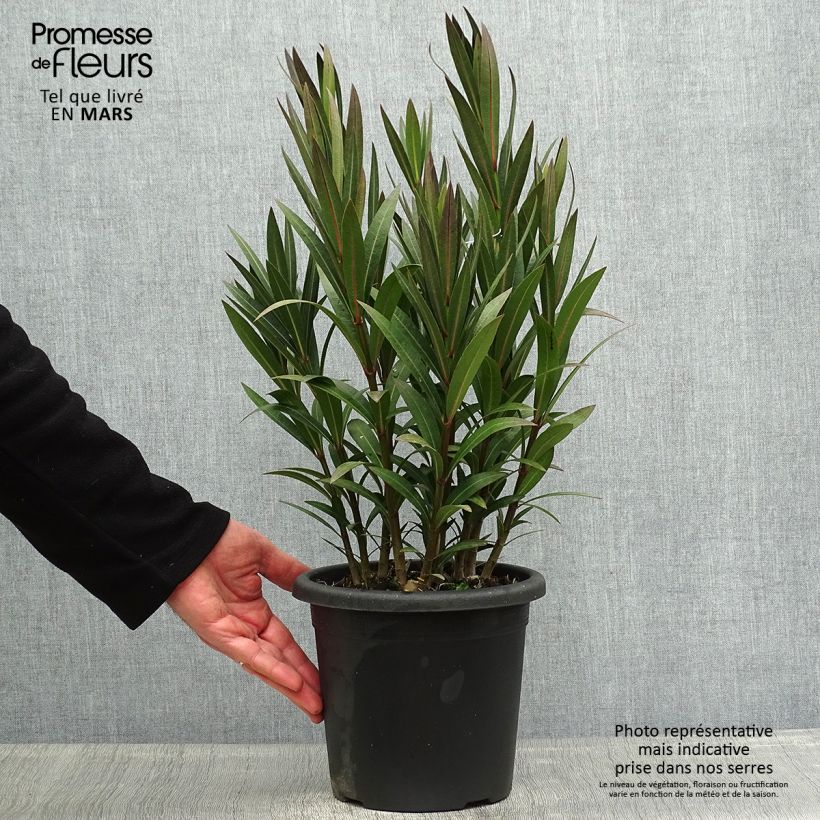 Example of Nerium oleander Italia - Oleandro Vaso da 3L/4L, A cespuglio as you get in printemps