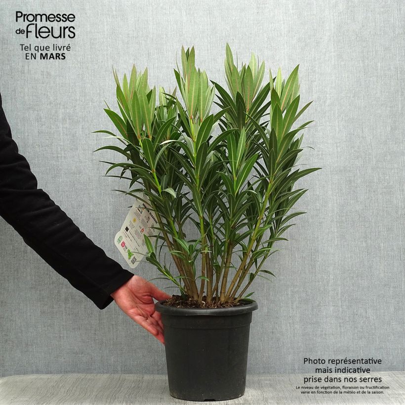 Example of Nerium oleander Italia - Oleandro Vaso da 7,5L/10L as you get in printemps