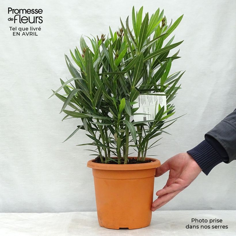 Example of Nerium oleander Jannoch - Oleandro Vaso da 3L/4L, A cespuglio as you get in printemps