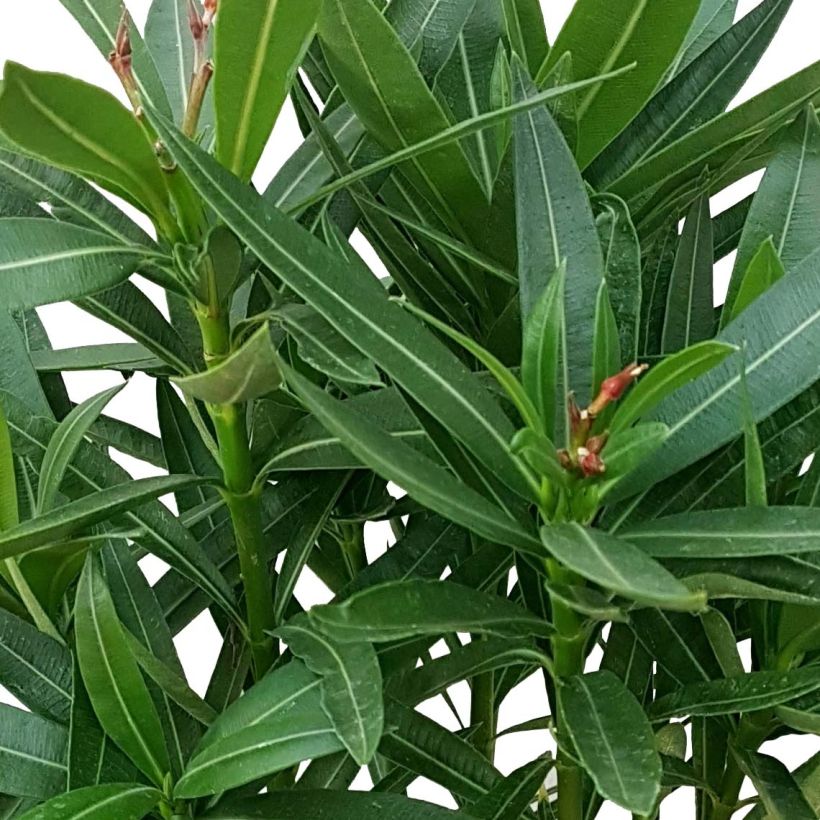 Nerium oleander Luteum Plenum - Oleandro (Foliage)