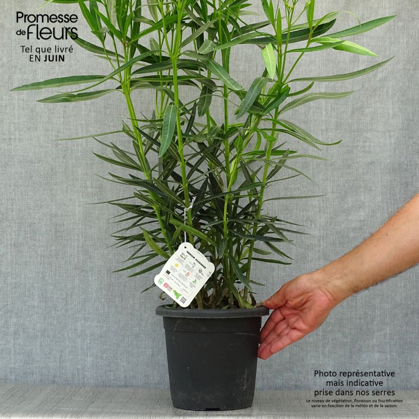 Esemplare di Nerium oleander Luteum Plenum - Oleandro Vaso da 3L/4L, A cespuglio consegnato in estate