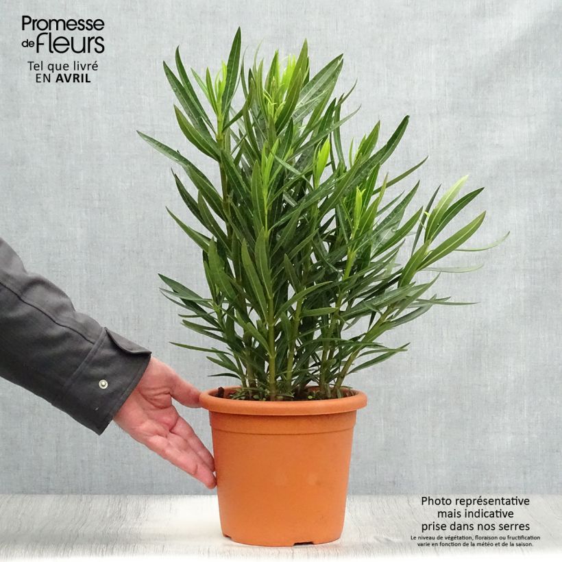 Example of Nerium oleander Luteum Plenum - Oleandro Vaso da 3L/4L, A cespuglio as you get in printemps