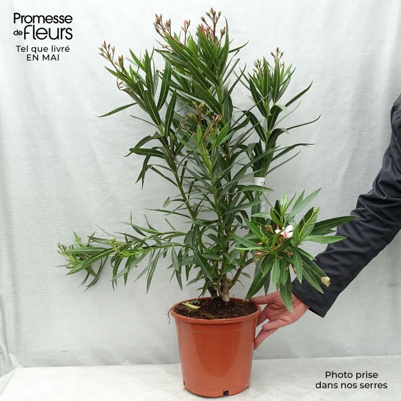 Example of Nerium oleander - Oleandro Vaso da 6L/7L as you get in printemps