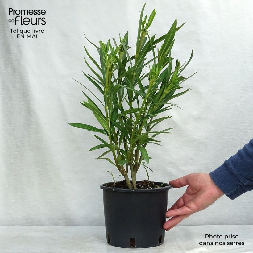 Example of Nerium oleander White - Oleandro Vaso da 2L/3L, A cespuglio as you get in printemps