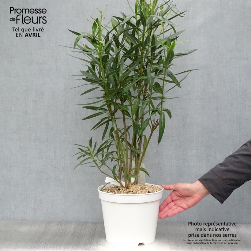 Example of Nerium oleander White - Oleandro Vaso da 6L/7L as you get in printemps