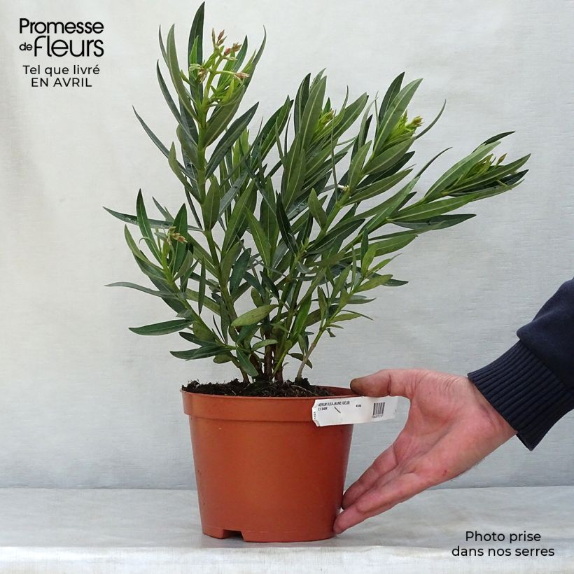 Example of Nerium oleander Yellow - Oleandro Vaso da 2L/3L, A cespuglio as you get in printemps