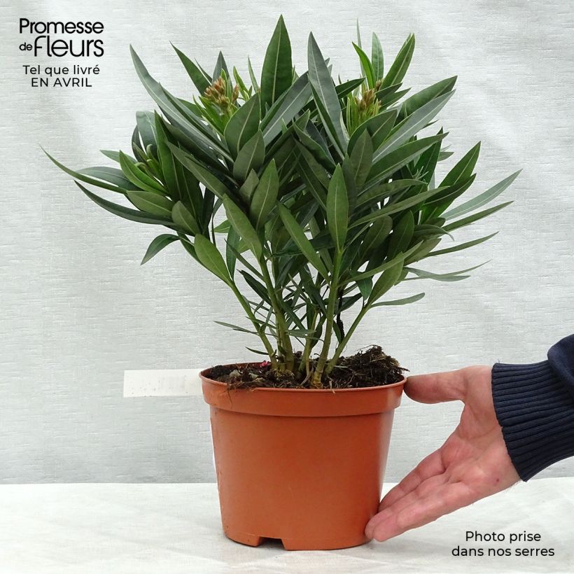 Example of Iris germanica Fashion Statement - Giaggiolo paonazzo Vasetto da 8/9 cm as you get in printemps