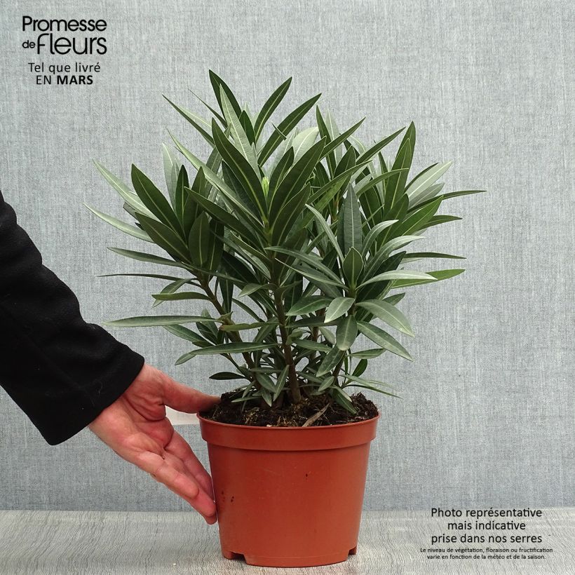 Example of Nerium oleander Double Red - Oleandro Vaso da 2L/3L, A cespuglio as you get in printemps