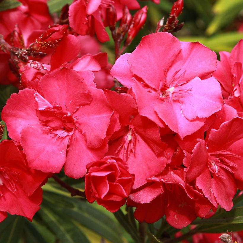 Nerium oleander Double Red - Oleandro (Flowering)