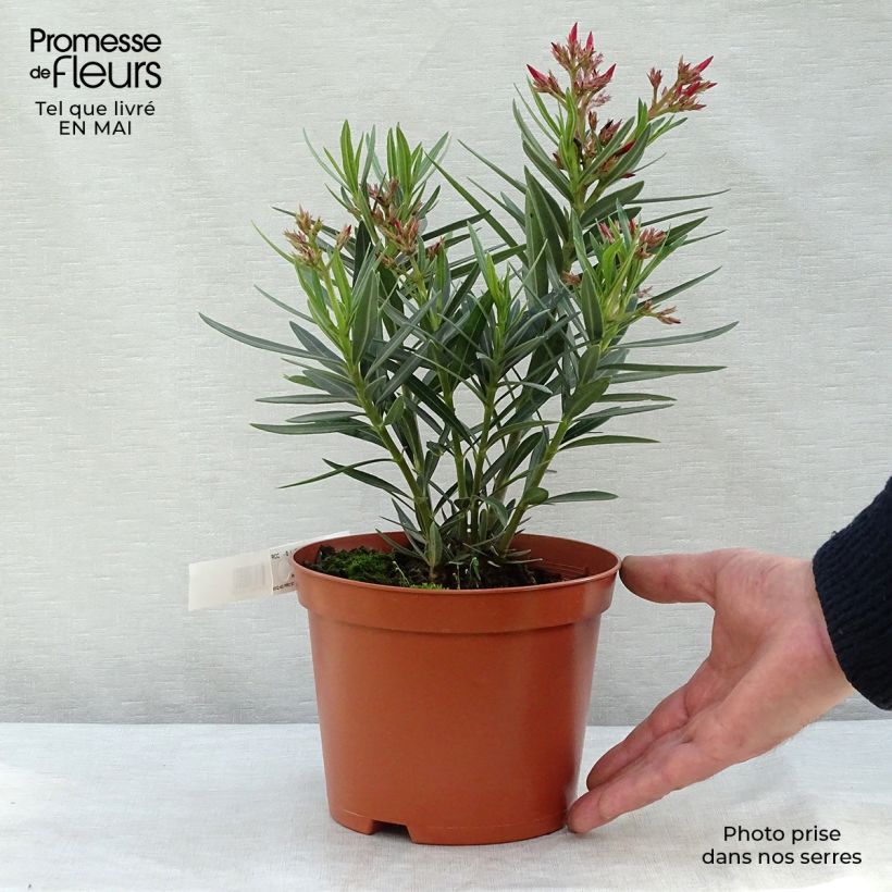 Example of Nerium oleander Salmone - Oleandro Vaso da 2L/3L, A cespuglio as you get in printemps