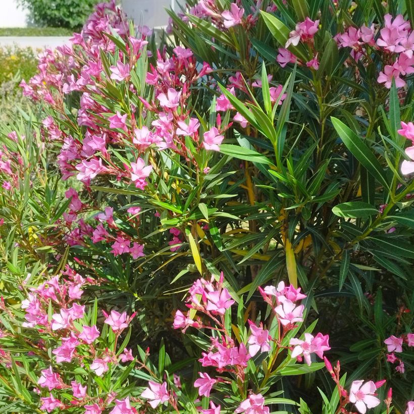 Nerium oleander - Oleandro (Porto)