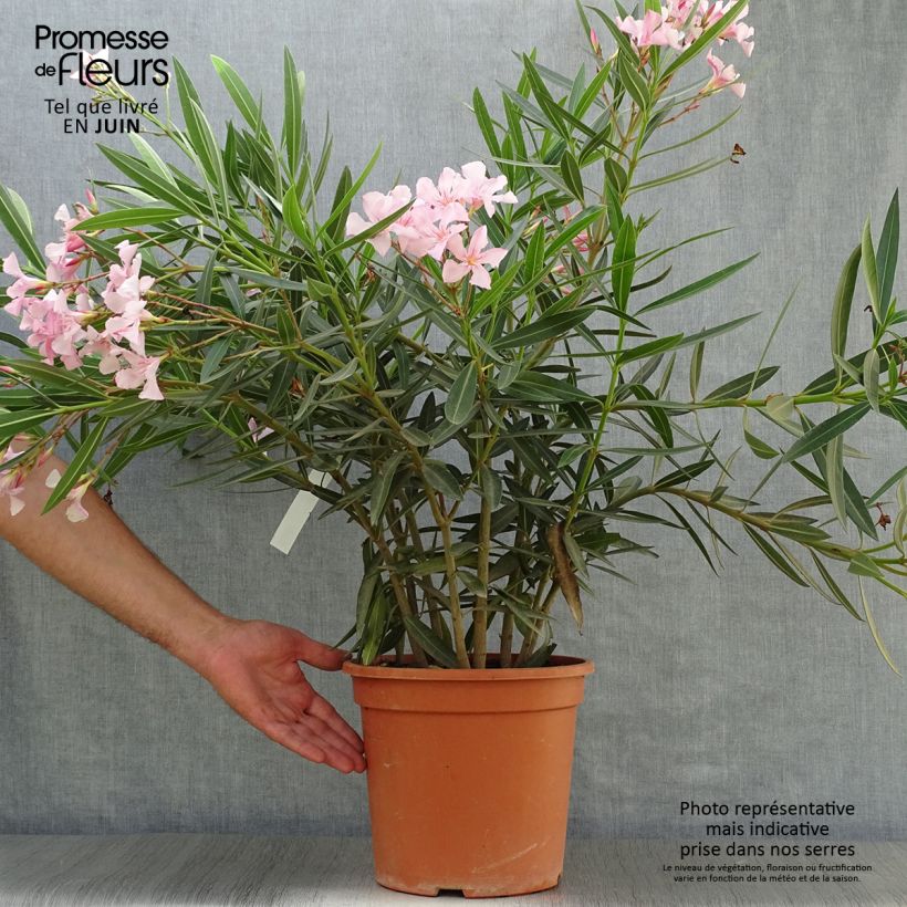 Esemplare di Nerium oleander - Oleandro Vaso da 6L/7L consegnato in estate