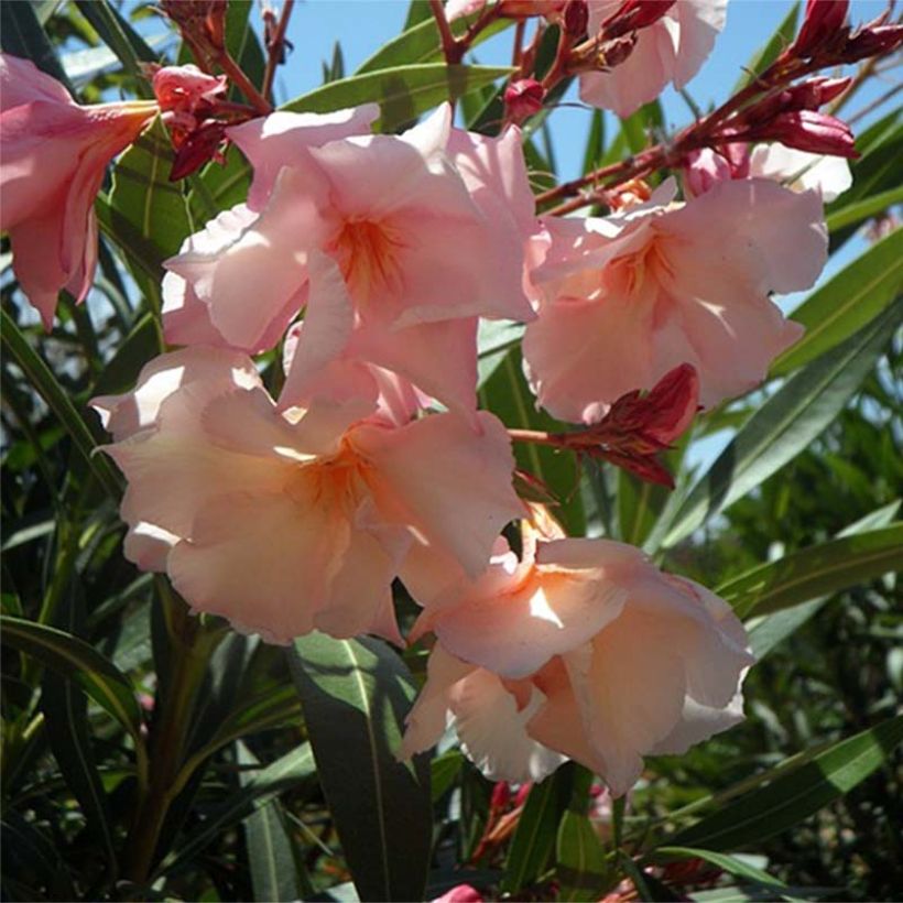 Nerium oleander Provence - Oleandro (Flowering)