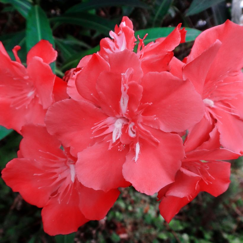 Nerium oleander Scarlet Beauty - Oleandro (Flowering)