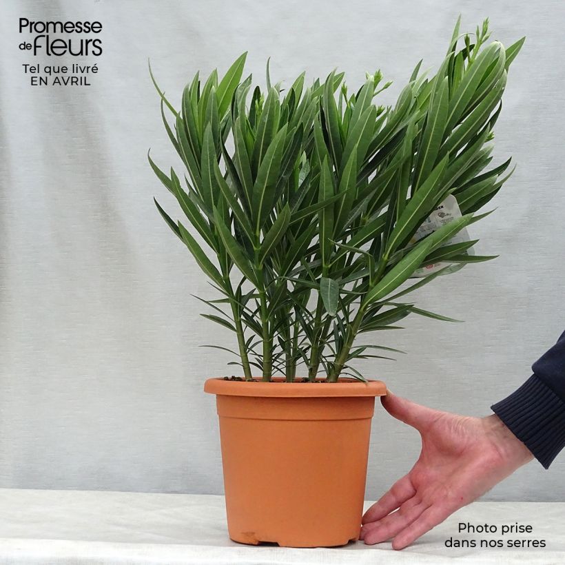 Example of Nerium oleander Soeur Agnes - Oleandro Vaso da 3L/4L, A cespuglio as you get in printemps